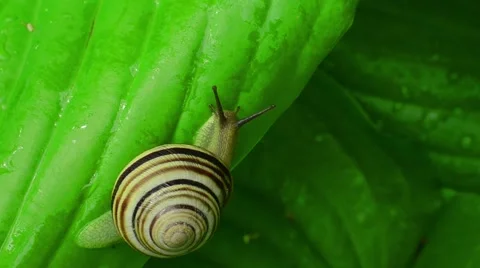 Snail on the leaf Stock Footage 52369943