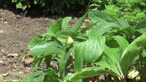 Snail on leaf Video stock 76193004