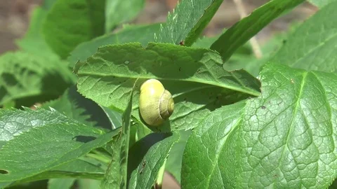 Snail on leaf Video stock 76193236