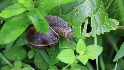Snail on leaf Stock-Footage 83772182