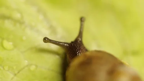 Snail on a leaf Video stock 85165772