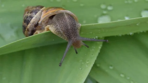 Snail on a leaf Stock Footage 88246926