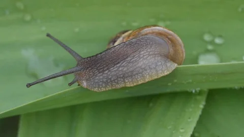 Snail on a leaf Stock Footage 88247070