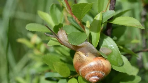 Snail on a leaf Stock Footage 88924307