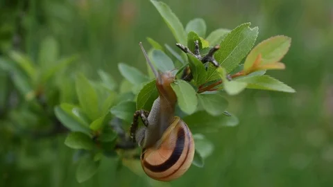 Snail on a leaf Stock Footage 88924937