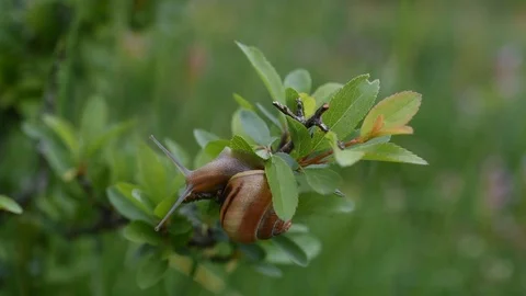 Snail on a leaf Stock Footage 88925041