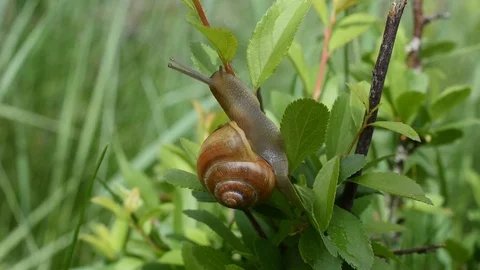 Snail on a leaf Stock Footage 88961229
