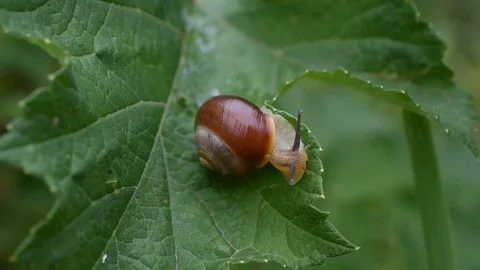Snail on a leaf Stock Footage 91014640