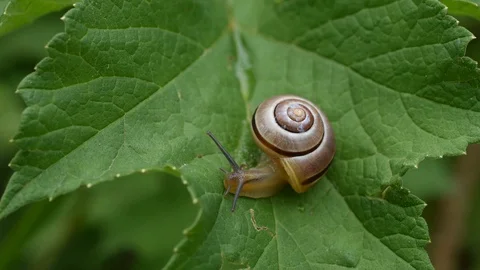 Snail on a leaf Stock Footage 91014705