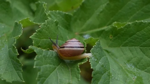 Snail on a leaf Stock Footage 91014781