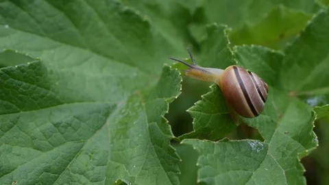 Snail on a leaf Stock Footage 91025684
