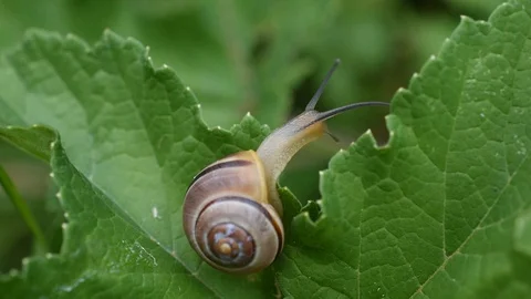 Snail on a leaf Stock Footage 91025796