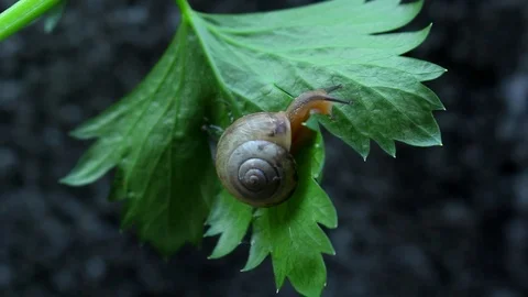 Snail on Leaf Stock Footage 116860271