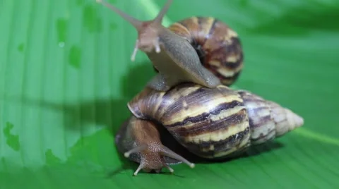 Snail on a leaf green Stock Footage 50236152