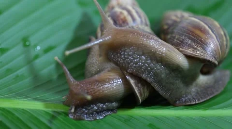 Snail on a leaf green Stock Footage 50236155