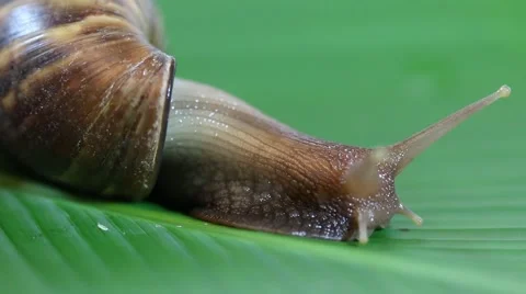 Snail on a leaf green Stock Footage 50236202