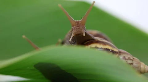 Snail on a leaf green Stock Footage 50236213