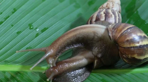 Snail on a leaf green Stock Footage 50236319