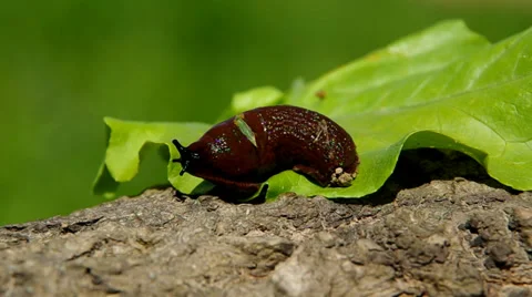 Snail on leaf green salad Stock Footage 39351649