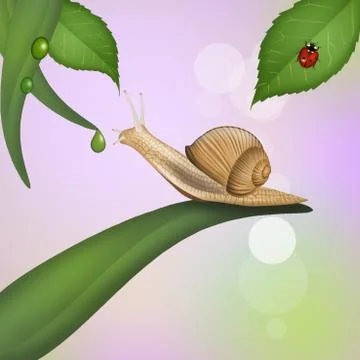 Snail on leaf Stock Illustration