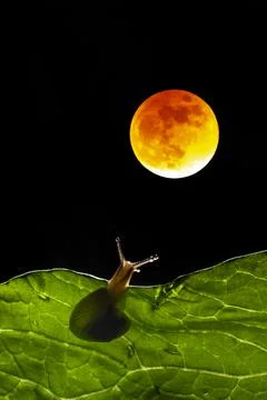 Snail on a leaf in the moonlight, Indonesia Stock Photos