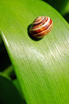 Snail on leaf Stock Photos