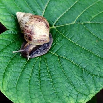Snail on Leaf Stock Photos