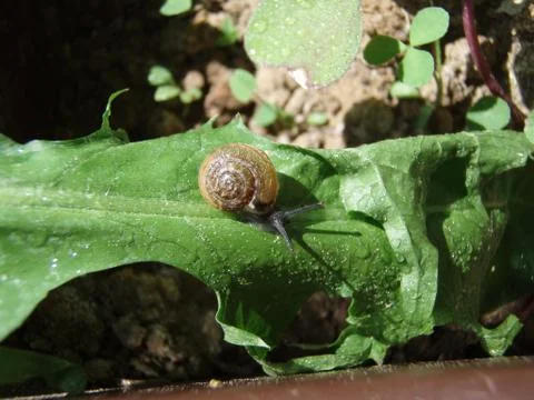 Snail on leaf Foto stock