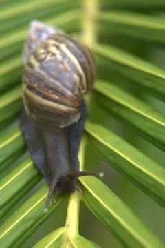 Snail on Leaf Stock Photos