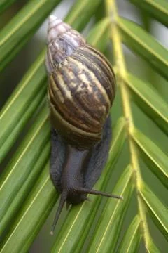 Snail on Leaf Stock Photos