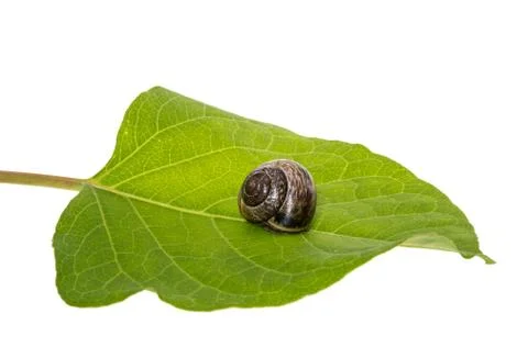 Snail on a leaf Stock Photos