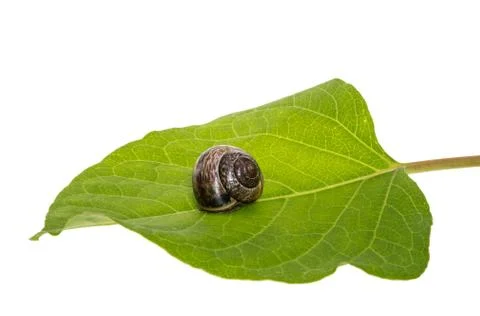 Snail on a leaf Stock Photos