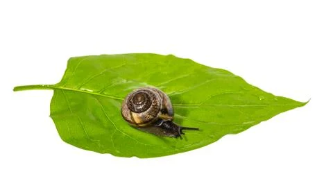 Snail on a leaf Stock Photos
