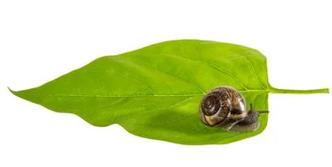 Snail on a leaf Stock Photos