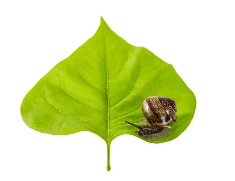 Snail on a leaf Stock Photos