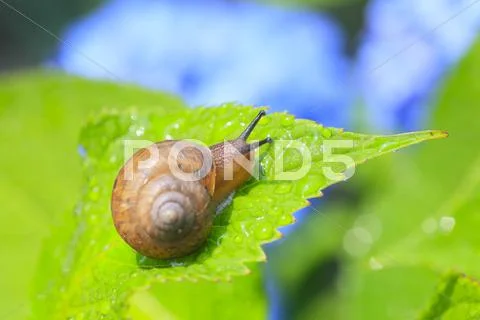 Snail on a leaf Stock Photos