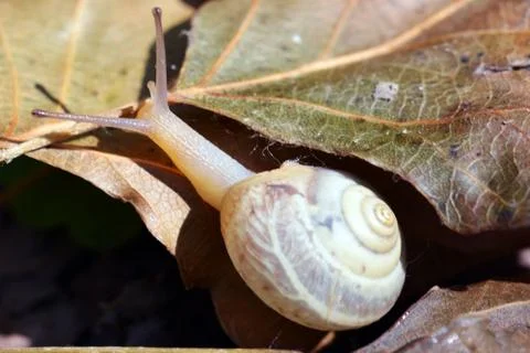 Snail on leaf Stock Photos