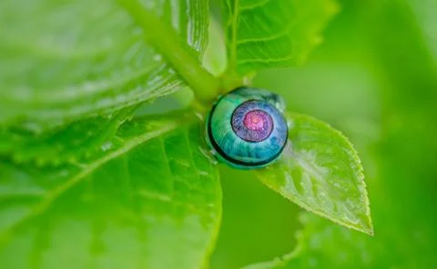 Snail on the leaf Stock Photos