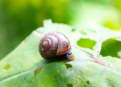 Snail on a leaf Stock Photos