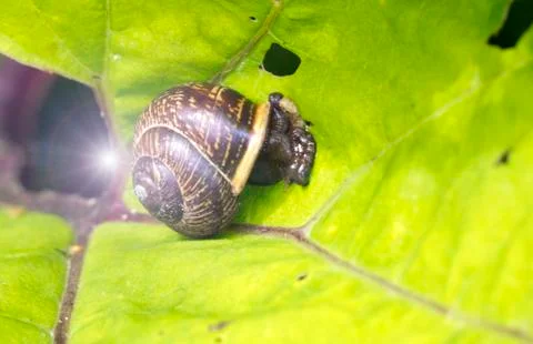 Snail on a leaf Stock Photos