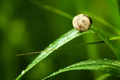 Snail on a Leaf Stock Photos