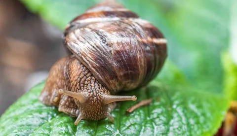 Snail on a leaf Stock Photos