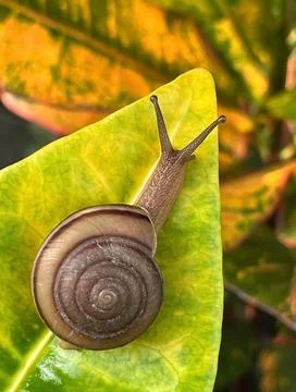Snail on a leaf Stock Photos