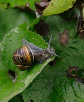A snail on a leaf Stock Photos
