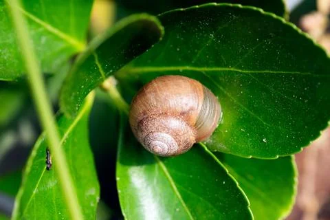 Snail on a leaf Stock Photos