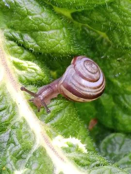 Snail on a leaf Фото