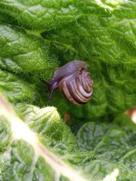 Snail on a leaf Stockfoto's