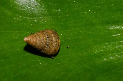 Snail on a leaf. Stock Photos