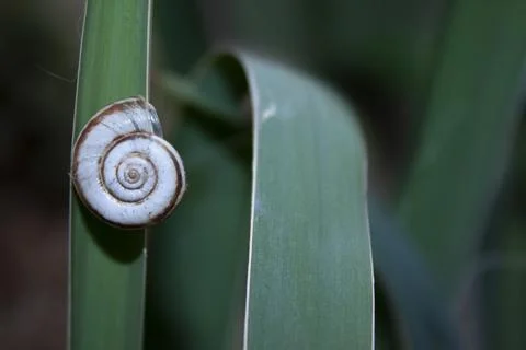 Snail on a leaf Stock Photos