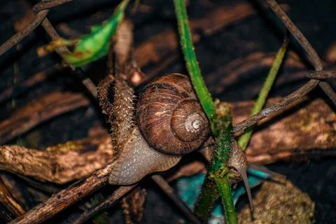 Snail on a leaf Stock Photos